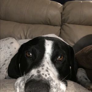 Meet your Posher, Darcy